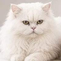 White, Chief Texture Critic